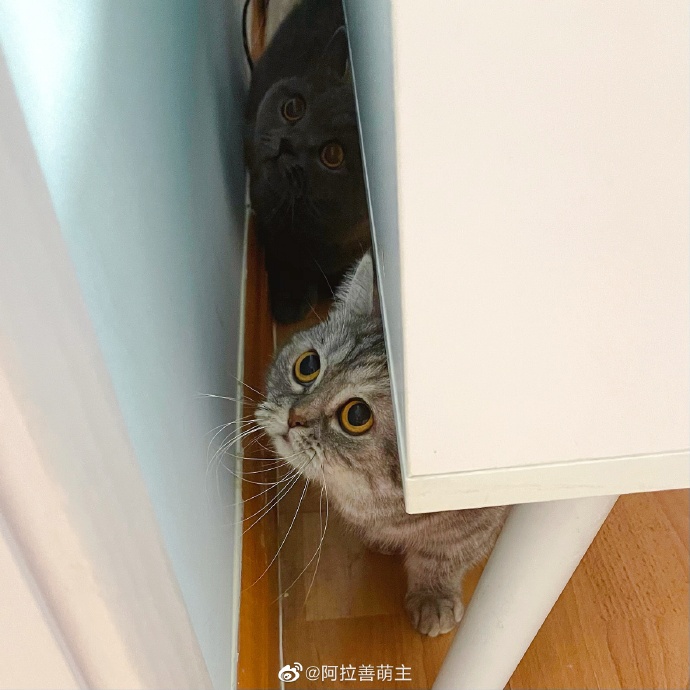 猫图片|宠物猫|猫咪|