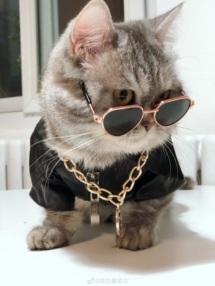 猫图片|宠物猫|猫咪|