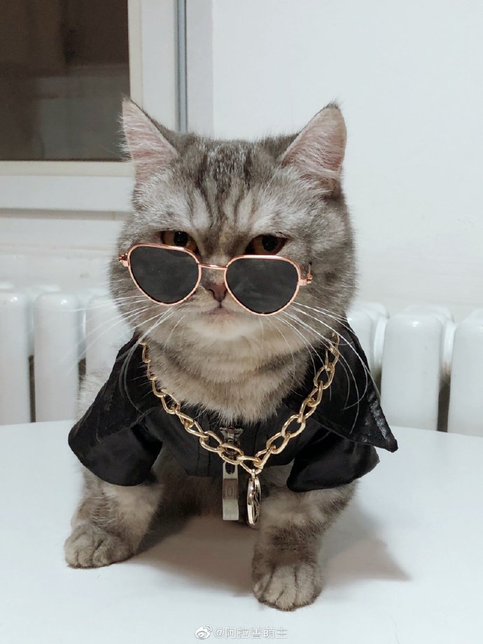 猫图片|宠物猫|猫咪|