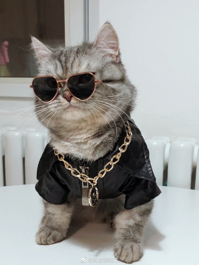 猫图片|宠物猫|猫咪|