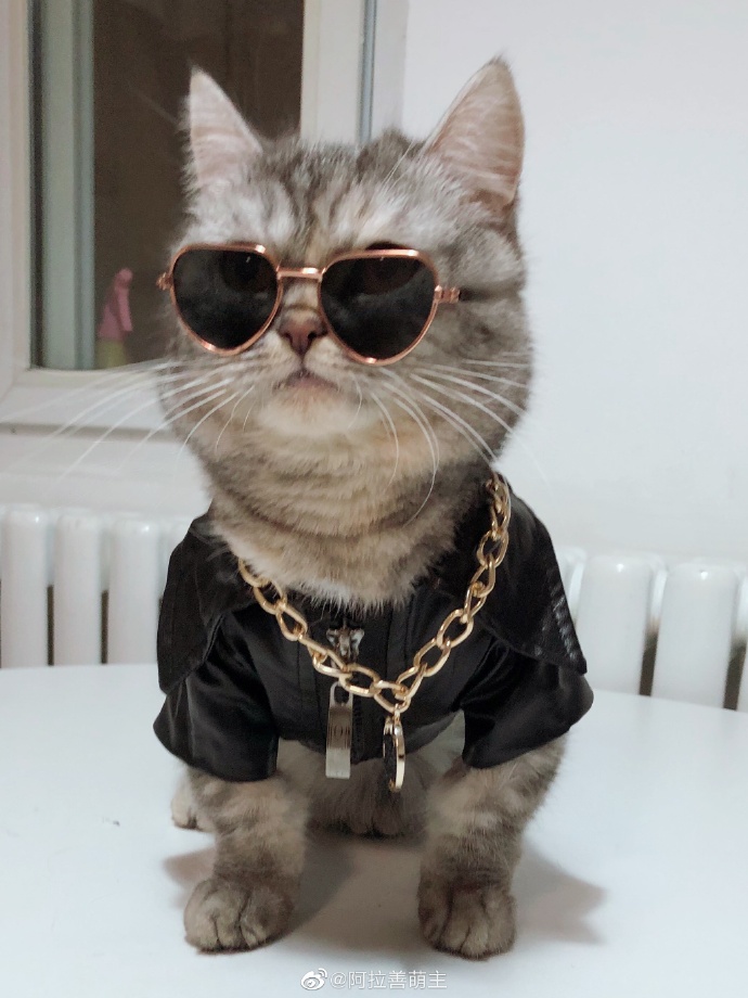 猫图片|宠物猫|猫咪|