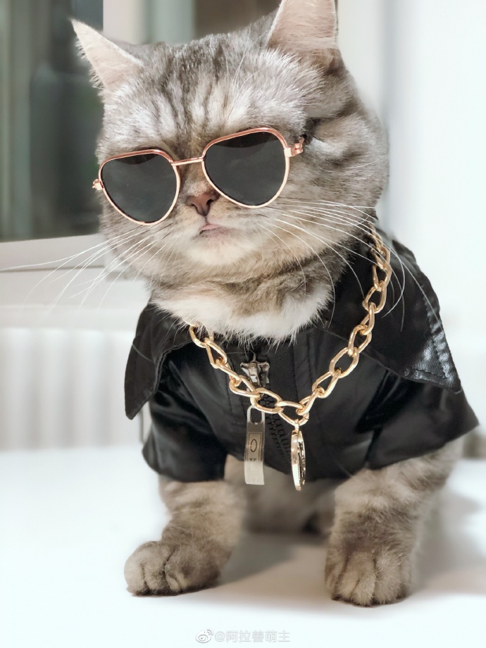 猫图片|宠物猫|猫咪|