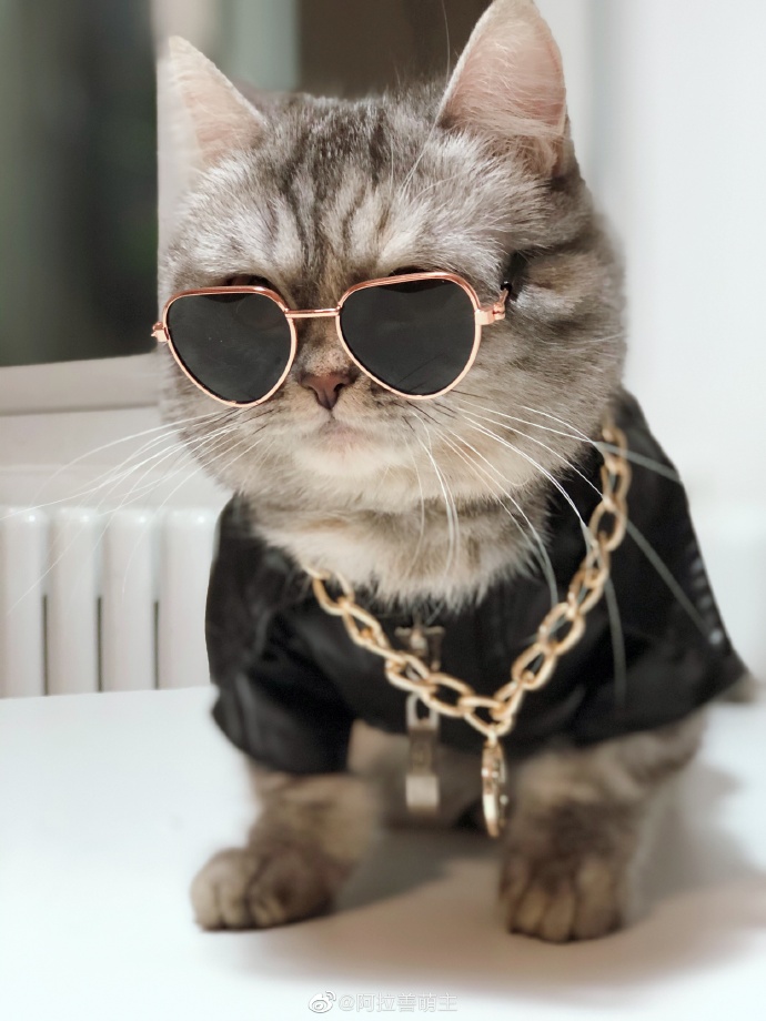 猫图片|宠物猫|猫咪|