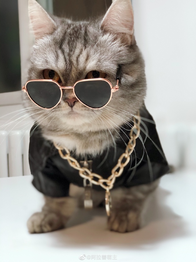 猫图片|宠物猫|猫咪|