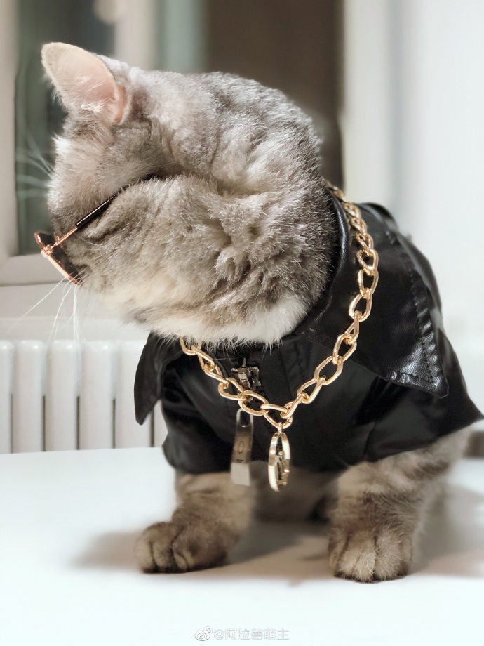 猫图片|宠物猫|猫咪|