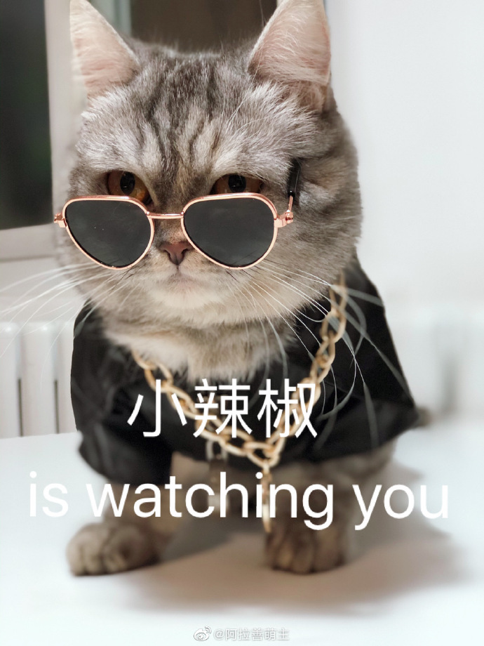 猫图片|宠物猫|猫咪|