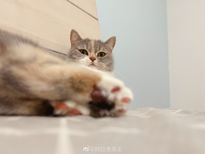 猫图片|宠物猫|猫咪|