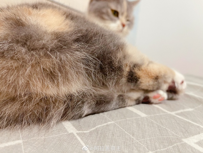 猫图片|宠物猫|猫咪|