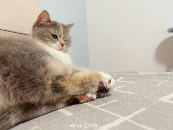 猫图片|宠物猫|猫咪|