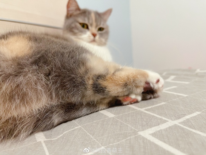 猫图片|宠物猫|猫咪|