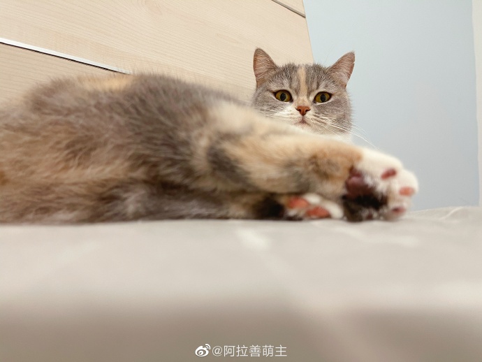 猫图片|宠物猫|猫咪|