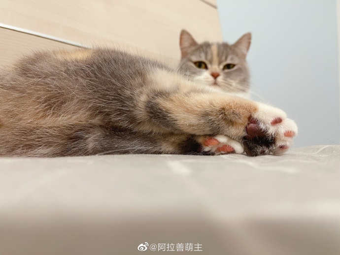 猫图片|宠物猫|猫咪|