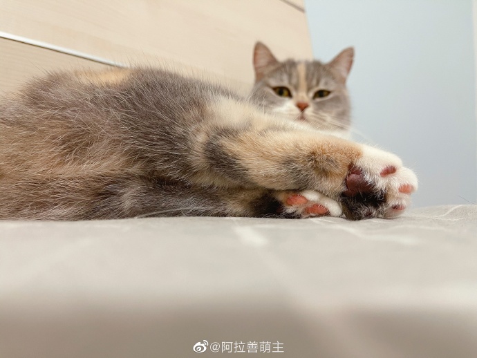 猫图片|宠物猫|猫咪|
