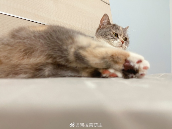 猫图片|宠物猫|猫咪|