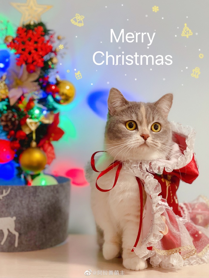 猫图片|宠物猫|猫咪|