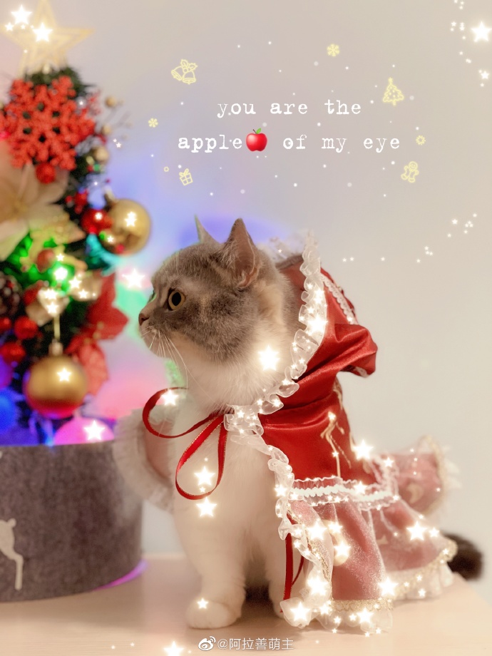 猫图片|宠物猫|猫咪|