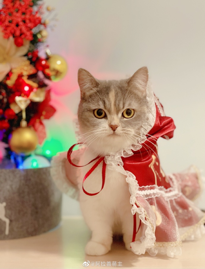 猫图片|宠物猫|猫咪|