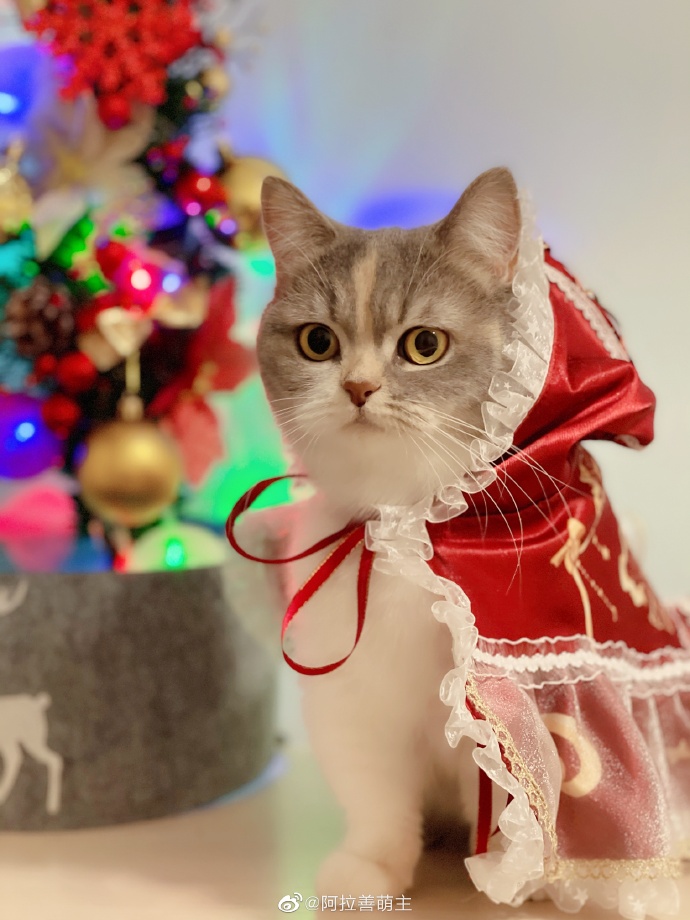 猫图片|宠物猫|猫咪|