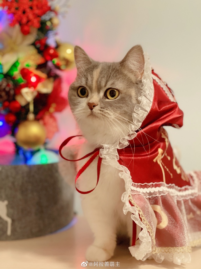 猫图片|宠物猫|猫咪|