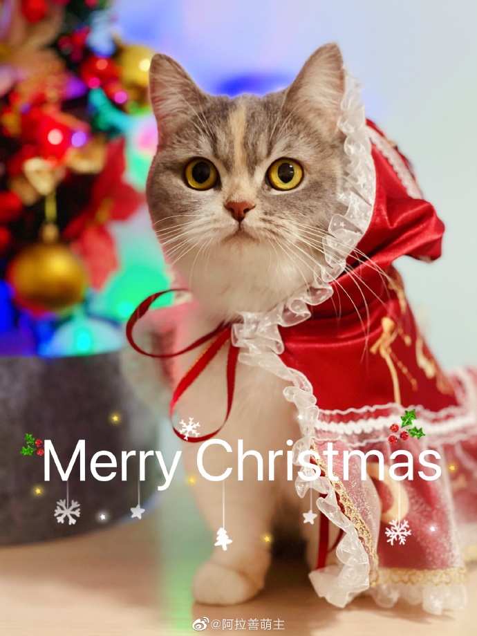 猫图片|宠物猫|猫咪|