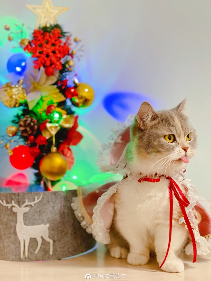 猫图片|宠物猫|猫咪|