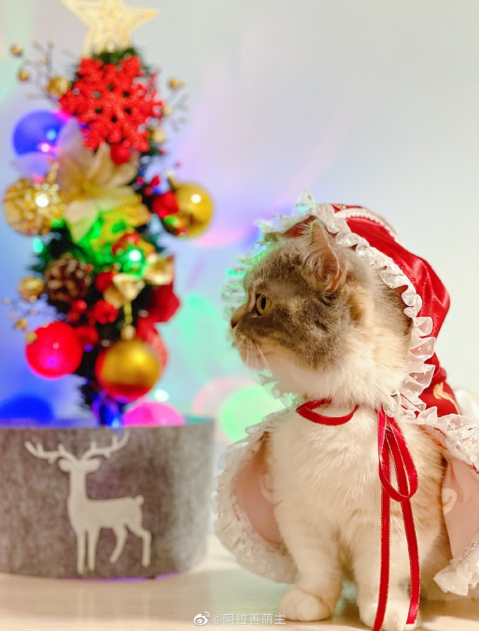 猫图片|宠物猫|猫咪|