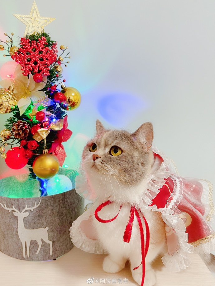 猫图片|宠物猫|猫咪|