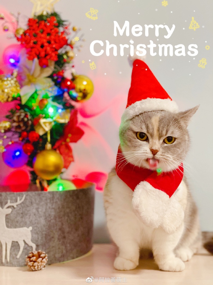 猫图片|宠物猫|猫咪|