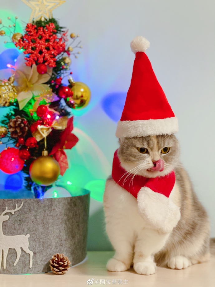 猫图片|宠物猫|猫咪|