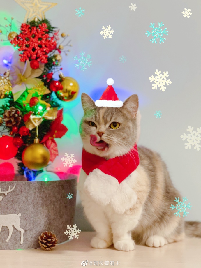 猫图片|宠物猫|猫咪|