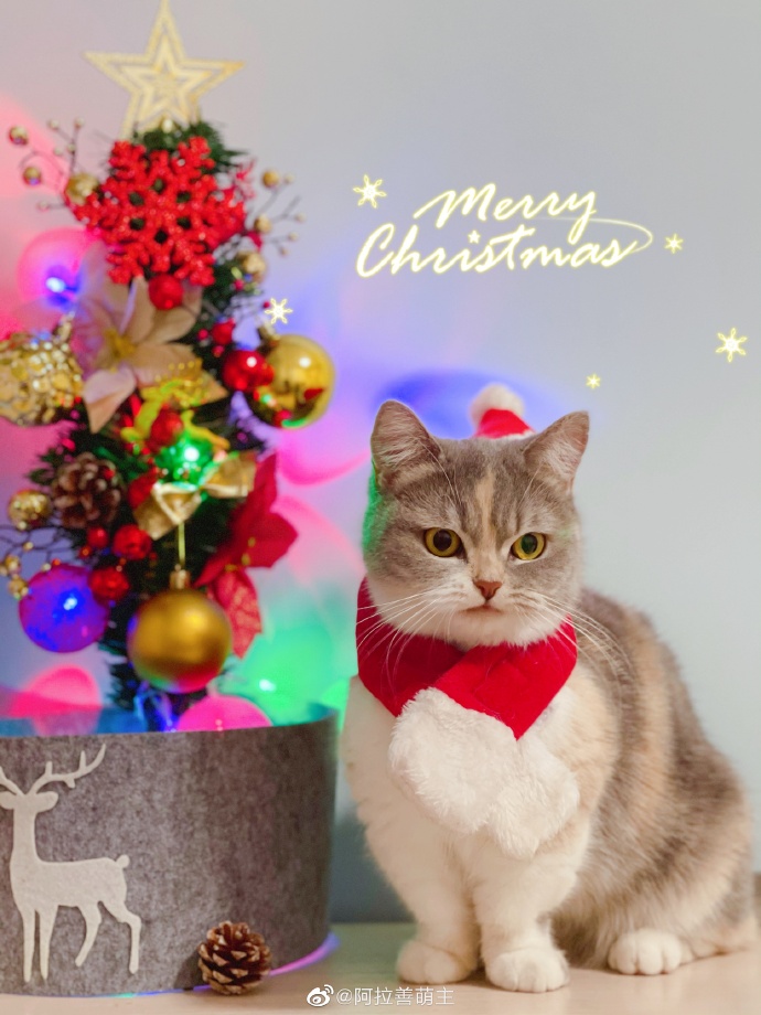 猫图片|宠物猫|猫咪|