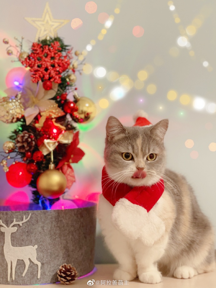 猫图片|宠物猫|猫咪|