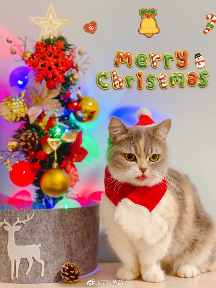 猫图片|宠物猫|猫咪|