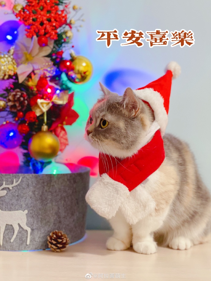 猫图片|宠物猫|猫咪|