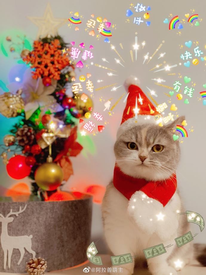 猫图片|宠物猫|猫咪|