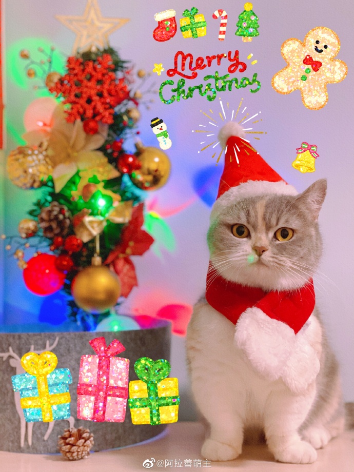 猫图片|宠物猫|猫咪|