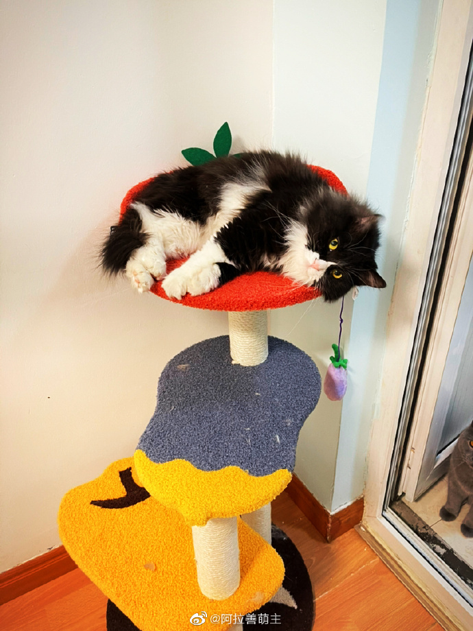 猫图片|宠物猫|猫咪|