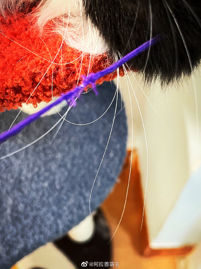 猫图片|宠物猫|猫咪|