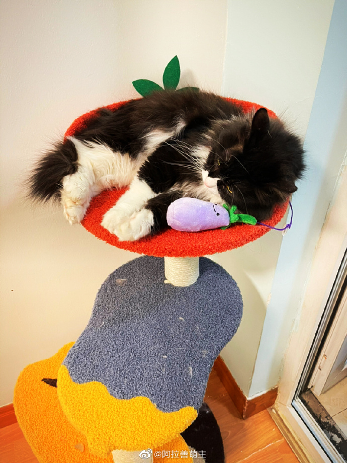 猫图片|宠物猫|猫咪|