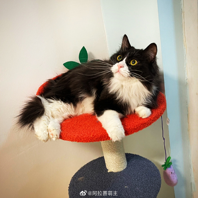 猫图片|宠物猫|猫咪|