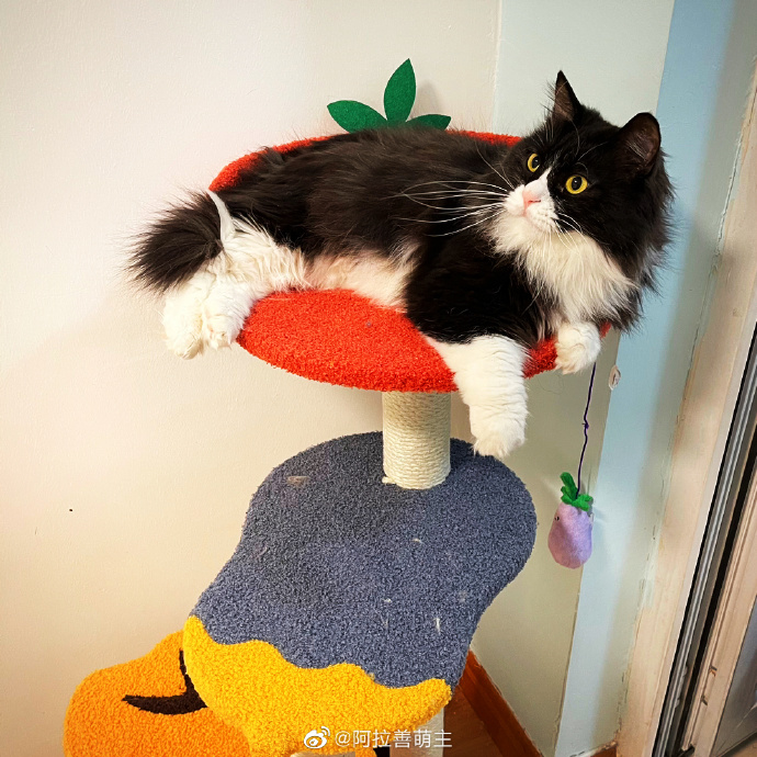 猫图片|宠物猫|猫咪|