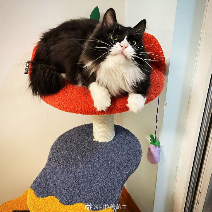 猫图片|宠物猫|猫咪|