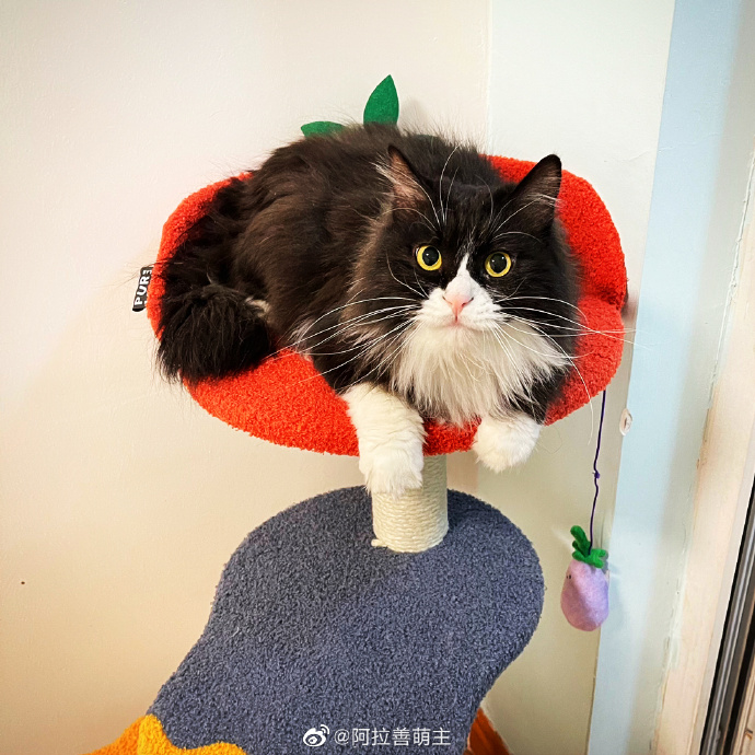 猫图片|宠物猫|猫咪|