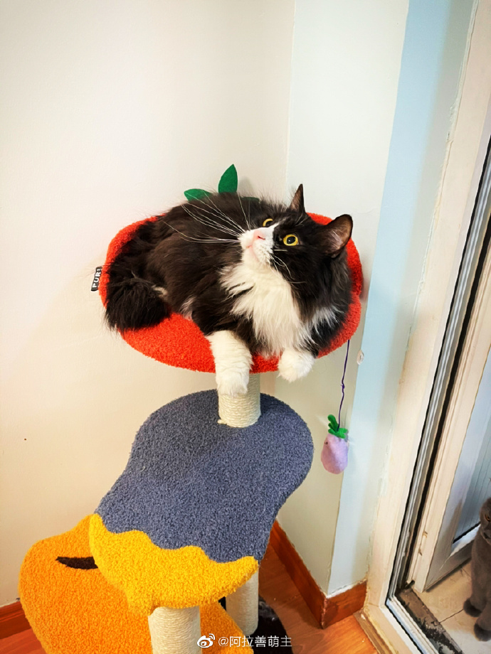 猫图片|宠物猫|猫咪|