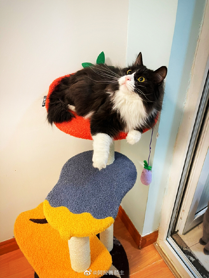 猫图片|宠物猫|猫咪|