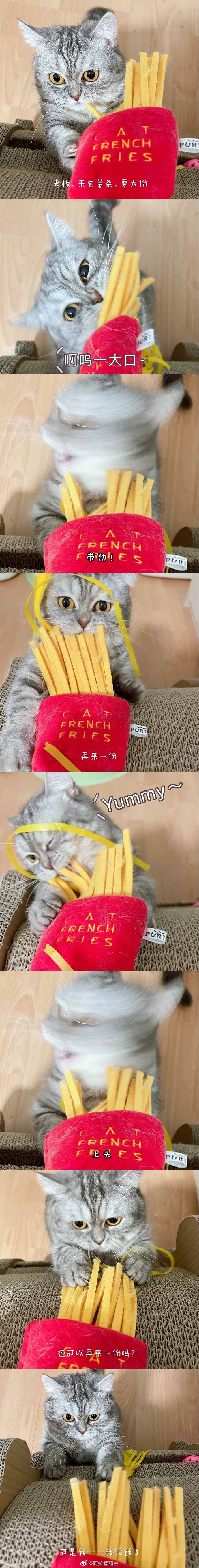 猫图片|宠物猫|猫咪|