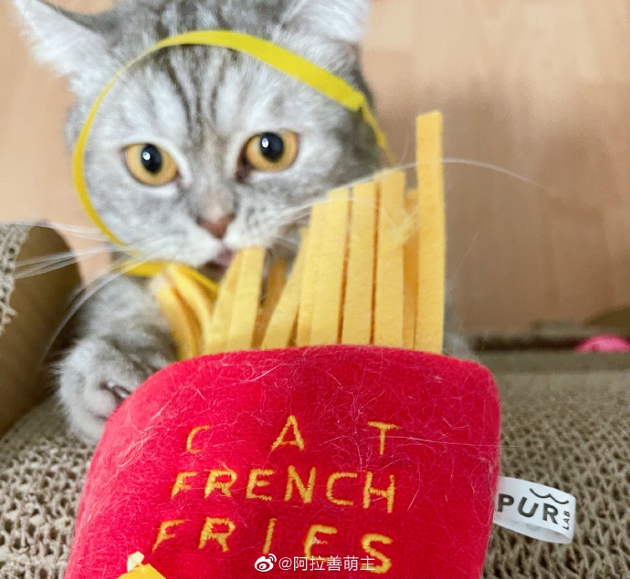 猫图片|宠物猫|猫咪|