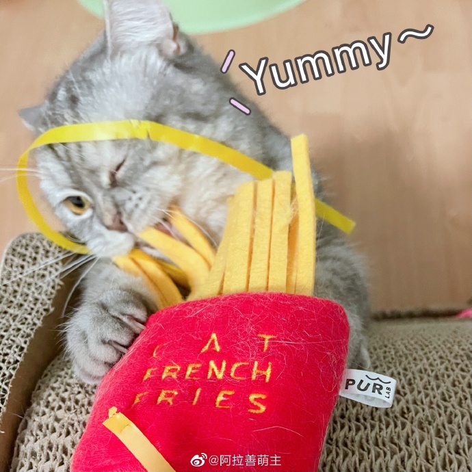 猫图片|宠物猫|猫咪|