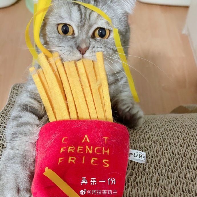 猫图片|宠物猫|猫咪|