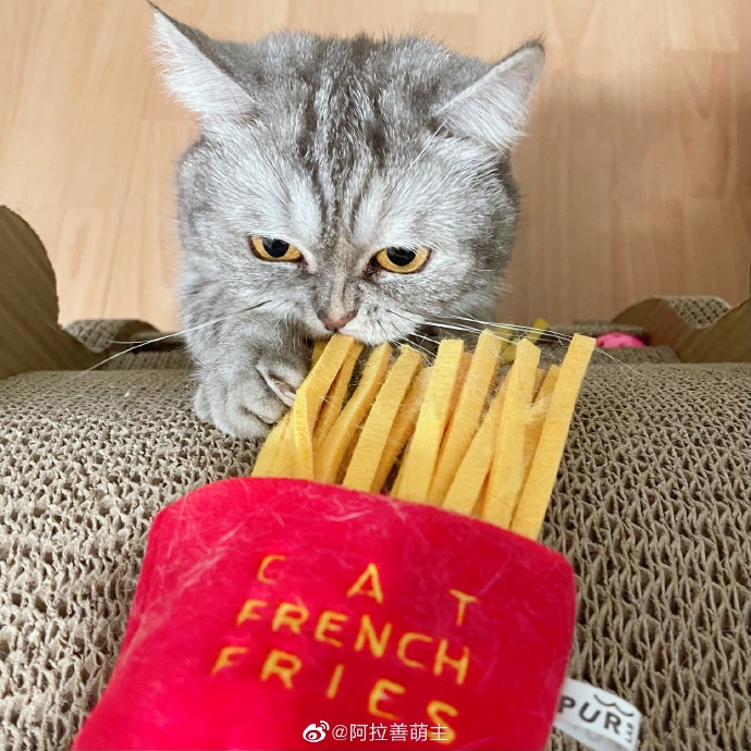 猫图片|宠物猫|猫咪|